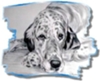 www.eng-setters.ru